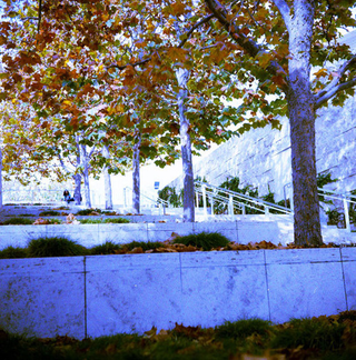 Illustration for article titled Shooting Challenge Fall Leaves Gallery 4